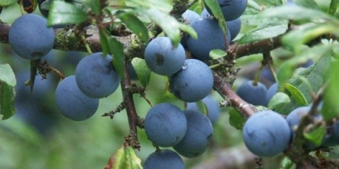 Prednosti i štete skretanja